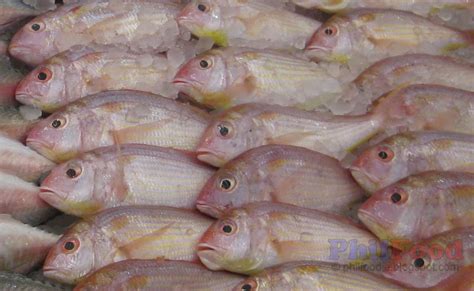 croaker fish tagalog|Philippine Fish Species .